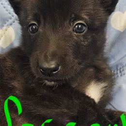 Green collar - Black brindle male Dutch Shepherd puppy in Howey In The Hills, Florida from MAC K9 Dutch Shepherds