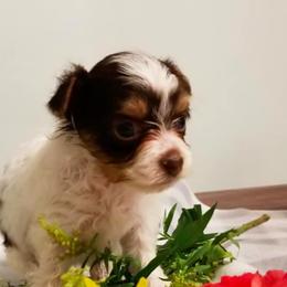 Poodles, Shih Tzus, and Yorkshire Terriers from Regal Shih Tzus and Yorkies