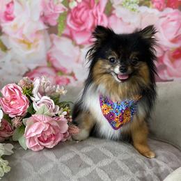 Pomeranian puppies from Bella Luna Pomeranians