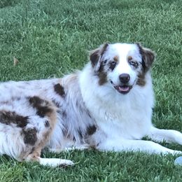 Annie - Australian Shepherd