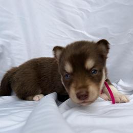 Belly (Pink Collar) - Red and white female Siberian Husky puppy in Warwick, Rhode Island from Young Orchard Siberians