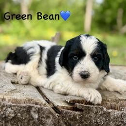 Green Bean - Tri-color male Bernedoodle puppy in Lancaster, Minnesota from Richardville Hunde
