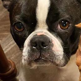 Boston Terriers from Susie’s Cuties