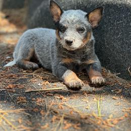 Stetson - Blue speckled male Australian Cattle Dog puppy in Kalispell, Montana from BTR Australian Cattle Dogs