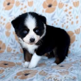 Hulk - Black tri male Toy Australian Shepherd puppy in Liberty Hill, Texas from Pistol Paws Aussies