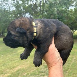 Annie - Sable female German Shepherd puppy in Milan, Illinois from Stonewick German Shepherds