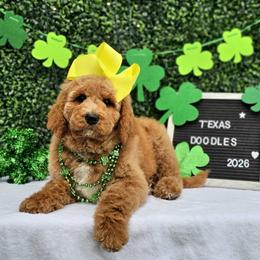 Sadie's Yellow Girl - Apricot female Goldendoodle puppy in Kountze, Texas from Texas Doodles LLC