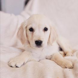 Purple Collar - Light golden female Golden Retriever puppy in Coarsegold, California from Sierra Hills Retrievers