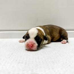 Orion - Red male Pembroke Welsh Corgi puppy in Pahrump, Nevada from Desert Sunset Pembroke Welsh Corgis
