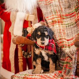 Poodle Puppies from Setting the Standard Poodles