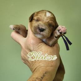 Blaize - Apricot male Goldendoodle puppy in Humboldt, Minnesota from Sister Doodles