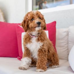Zoey - Goldendoodle