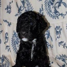 Ginny - Black female Sheepadoodle puppy in Austin, Texas from Darling Doodles