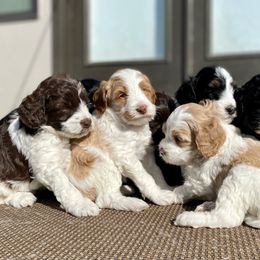 Australian Labradoodle Puppies from Starlight Ridge Australian Labradoodles