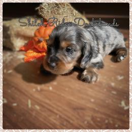 Dachshund Puppies from Shiloh Ridge Dachshunds