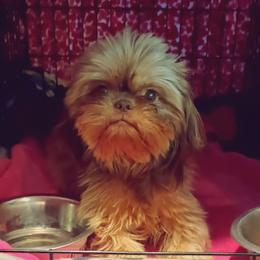 Bulldogs and Shih Tzus from C&A IronHeart Bulldogs and Krymson Kandy Shihtzus