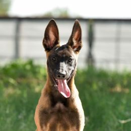 HIGH DRIVE- working or sport Mal. Has foundation training. - Fawn sable female Belgian Malinois puppy in Dallas, Texas from Ruach Kaizen Malinois