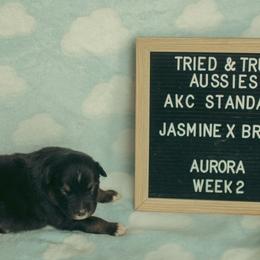 Aurora - Black tri-color female Australian Shepherd puppy in Cotati, California from Tried and True Aussies