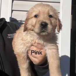 Pink - Golden female Golden Retriever puppy in Jesup, Georgia from Painted Platinum Retrievers (Painted Platinum Kennel) PPK