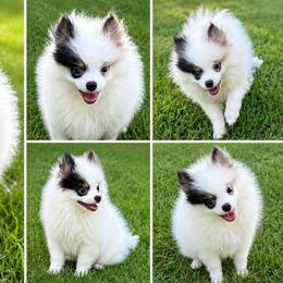 AKC SINCLAIR - Tri-colored male Pomeranian puppy in Byron, Georgia from Tracys Pom Palace
