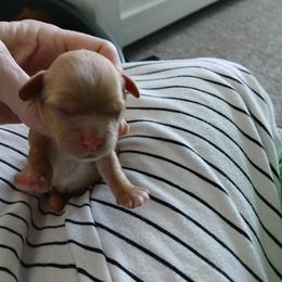Girl 1 - Apricot female Cavapoo puppy in Crosby, Texas from Oakdale Cavaliers