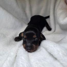 Midnight mystique 2250 pet only 3250 full akc - Black and tan female Dachshund puppy in Bristol, Tennessee from It's Mini Wieners Baby