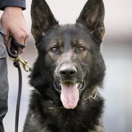 Aries - German Shepherd