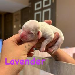Lavender - Red roan female Cockapoo puppy in Colorado Springs, Colorado from Colorado Cockapoos