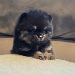 Pomeranian Puppies from Legacy Poms OC