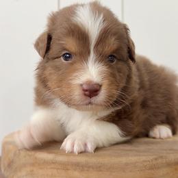 Alto - Red tri-color male Australian Shepherd puppy in Kearney, Nebraska from Helix Aussies