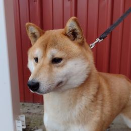 Thor - Shiba Inu