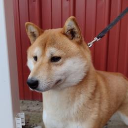 Thor - Shiba Inu