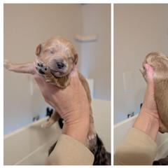 Apricot - Red male Whoodle puppy in Kalispell, Montana from Countryman Whoodles