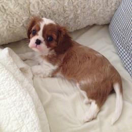 Cavalier King Charles Spaniel Puppies from Seaborne Cavalier King Charles Spaniels