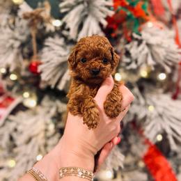 Lumi - Toy Size - Red  female Goldendoodle puppy in Elizabethtown, Kentucky from Reddy Poodles & Doodles