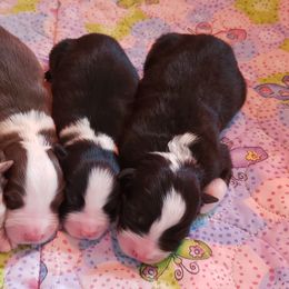 Australian Shepherd Puppies from RisingStar Australian Shepherds