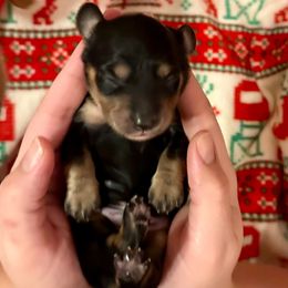 Peace - Black and cream male Dachshund puppy in Biloxi, Mississippi from Southern Doxies Ms