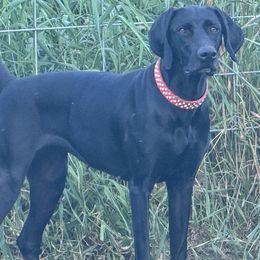 German Shorthaired Pointers and Weimaraners from Whispering Weimaraners & Muddy River GSPs