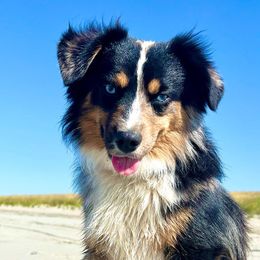 Miniature American Shepherds, Miniature Australian Shepherds, and Toy Australian Shepherds from MAS Gone Rogue