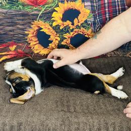 Basset Hound Puppies from S&G's Bassets