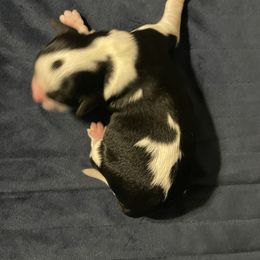 TBD - Tri-color male Cavapoo puppy in Cumby, Texas from Bright Morning Star Pups