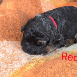 Red Collar - Black and red female German Shepherd puppy in Sumner, Iowa from Vom Wilke Kennels