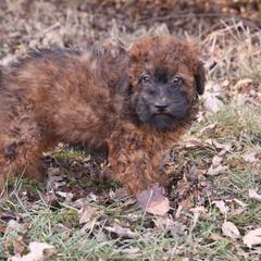 Jones - Red male Whoodle puppy in West Bend, Iowa from Blue Skies Terriers