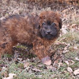 Jones - Red male Whoodle puppy in West Bend, Iowa from Blue Skies Terriers