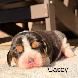 Casey - Black tan and white male Beagle puppy in Mansfield, Missouri from Rippee Creek Kennel