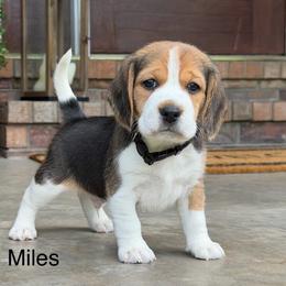 Miles - Black tan and white male Beagle puppy in Mansfield, Missouri from Rippee Creek Kennel
