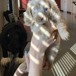 Dachshund Puppies from ESK’s River Valley Mini Doxies