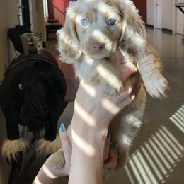 Dachshund Puppies from ESK’s River Valley Mini Doxies