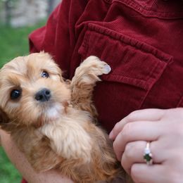 Cruiser - Red male Cavapoo puppy in Murray, Utah from Good Looking Dogs