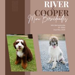 Bernedoodle puppies from The Poodle Co. Raising Doodles & Poodles